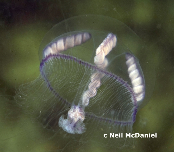 Photo of Eutonina indicans by <a href="http://www.seastarsofthepacificnorthwest.info/">Neil McDaniel</a>